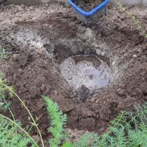 Все компоненты нужно тщательно перемешать и пролить водой. После того как влага уйдёт, приступаем к посадке Все компоненты нужно тщательно перемешать и пролить водой. После того как влага уйдёт, приступаем к посадке