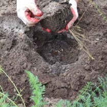 Для посадки спаржи извлекаем саженец из контейнера Для посадки спаржи извлекаем саженец из контейнера