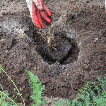 Затем устанавливаем саженец в яму вместе с корневым комом Затем устанавливаем саженец в яму вместе с корневым комом