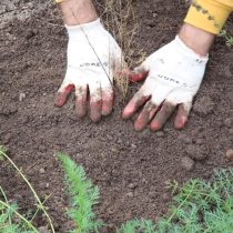 После посадки саженца присыпаем его землей После посадки саженца присыпаем его землей