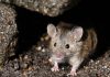 Способы борьбы с тепличными мышами и крысами