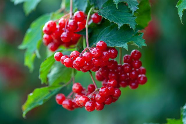 Самое подходящее время для сбора калины (Viburnum) – поздняя осень, после первых заморозков (октябрь – ноябрь) Самое подходящее время для сбора калины (Viburnum) – поздняя осень, после первых заморозков (октябрь – ноябрь)