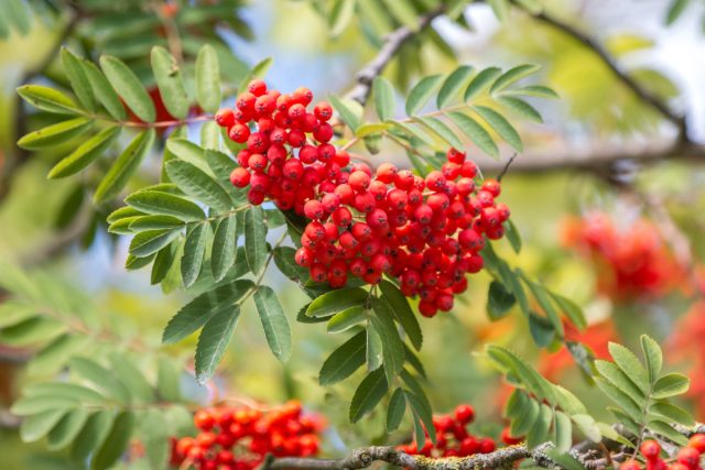 Ягоды рябины обыкновенной (Sorbus aucuparia) созревают в августе – сентябре Ягоды рябины обыкновенной (Sorbus aucuparia) созревают в августе – сентябре