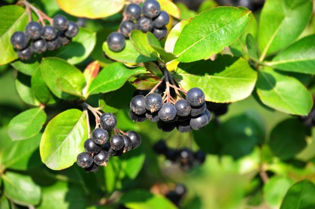 Арония черноплодная, или черноплодная рябина (Aronia melanocarpa) Арония черноплодная, или черноплодная рябина (Aronia melanocarpa)