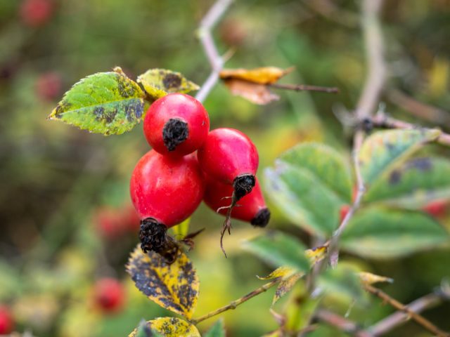 Плоды шиповника (Rosa) обладают полезными диетическими и лечебными свойствами. Как масло семян, так и настои приносят пользу коже благодаря своим противовоспалительным компонентам Плоды шиповника (Rosa) обладают полезными диетическими и лечебными свойствами. Как масло семян, так и настои приносят пользу коже благодаря своим противовоспалительным компонентам