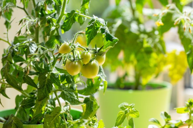 Если вы поставили цель получить урожай томатов на окне или в балконном ящике, поищите карликовые детерминантные сорта, выведенные специально для этих целей