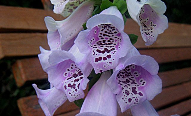 Наперстянка обыкновенная или пурпурная (Digitalis purpurea), является наиболее известным видом, выращиваемым в садах