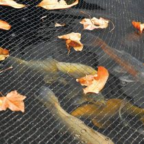 Покрытие водного сада специальной сеткой защитит воду от мусора, а рыбу от хищников