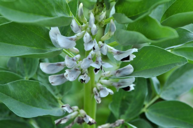 Боб садовый (Vicia faba) является холодостойкой покровной культурой, известной своей способностью аэрировать почву и обогащать ее азотом Боб садовый (Vicia faba) является холодостойкой покровной культурой, известной своей способностью аэрировать почву и обогащать ее азотом