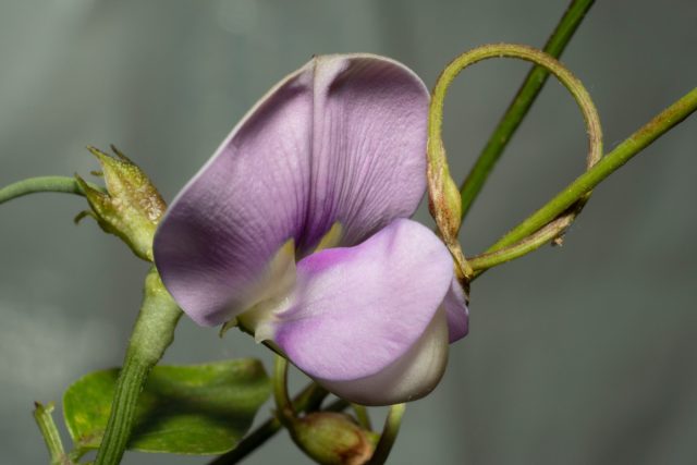 Вигна (Vigna unguiculata) – покровная культура для теплой погоды. Используется для обогащения почвы в климате, где весенний и осенний вегетационные периоды разделены засухой в середине лета