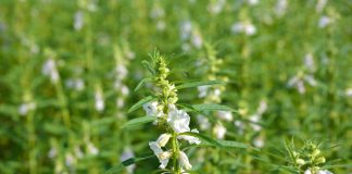 Кунжут (Sesamum) – представитель семейства Педалиевых (Pedaliaceae) и является тропическим многолетним растением родом из Африки и Индии