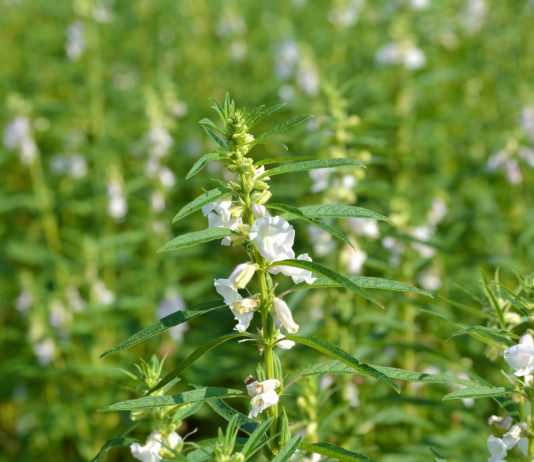 Кунжут (Sesamum) – представитель семейства Педалиевых (Pedaliaceae) и является тропическим многолетним растением родом из Африки и Индии