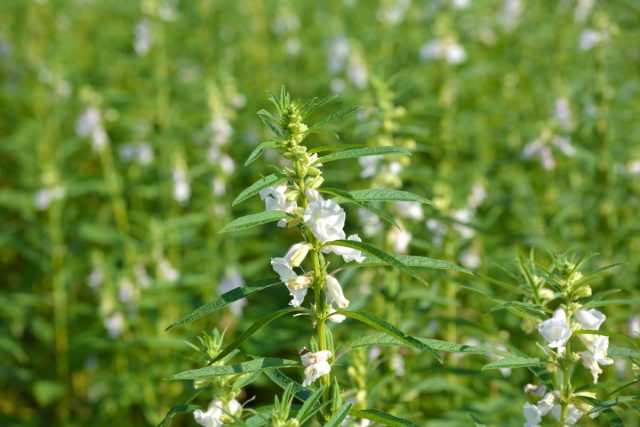 Кунжут (Sesamum) – представитель семейства Педалиевых (Pedaliaceae) и является тропическим многолетним растением родом из Африки и Индии Кунжут (Sesamum) – представитель семейства Педалиевых (Pedaliaceae) и является тропическим многолетним растением родом из Африки и Индии
