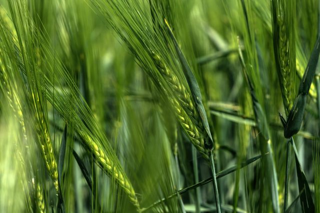 Ячмень обыкновенный (Hordeum vulgare) является одной из самых доступных и высокоэффективных покровных культур Ячмень обыкновенный (Hordeum vulgare) является одной из самых доступных и высокоэффективных покровных культур