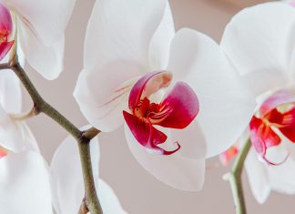 Орхидея фаленопсис — уход в домашних условиях