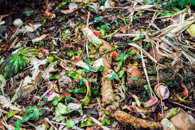 Создание и использование компоста может помочь нагреть теплицу и является отличным способом предотвратить бесполезное выбрасывание органических материалов в мусор