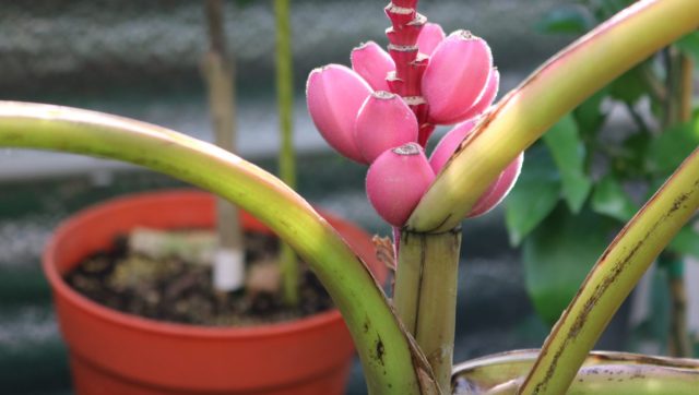 Карликовые розовые бананы считаются простыми в уходе, и если предоставить ему подходящие условия, будет радовать и восхищать своим ростом и цветением длительное время