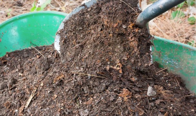 Также подумайте о мульчировании посадок дицентры компостом или другим органическим материалом весной. Это помогает удерживать влагу в почве, а также охлаждает корни при повышении температуры
