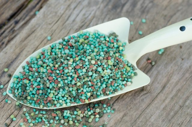 Хотя гейхеры не являются растениями с повышенным требованием питания, лучше всего они будут расти, если вносить комплексное удобрение один раз в сезон весной