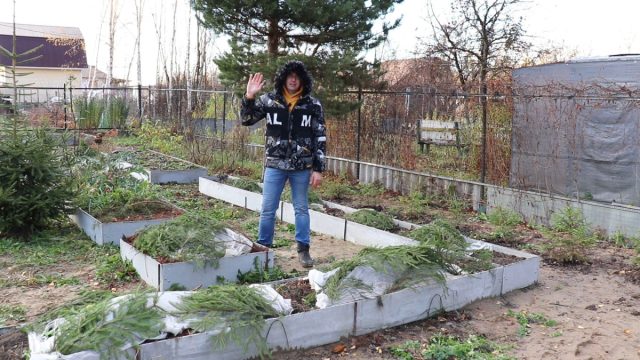 Как правильно и чем укрывать ягодные кустарники? Как правильно и чем укрывать ягодные кустарники?