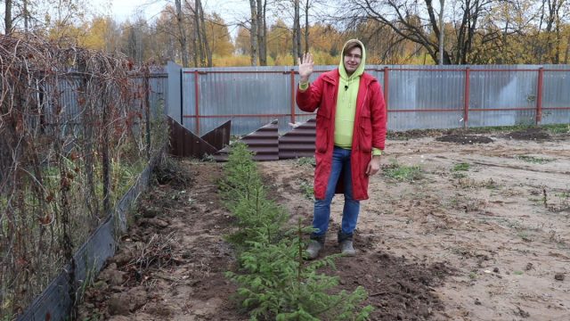 Как создать живую ограду из елей? Как создать живую ограду из елей?