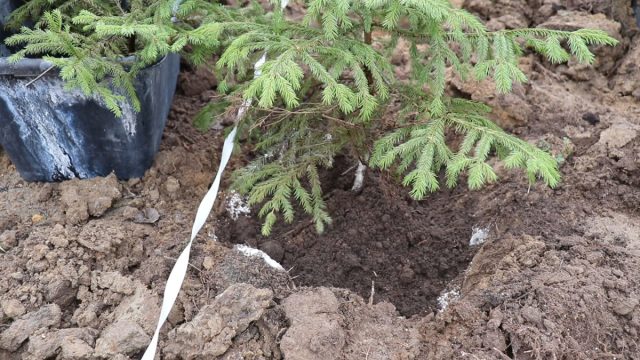 Корни у установленных саженцев расправляем, засыпаем грунтом, утрамбовываем его и хорошо поливаем. Чтобы уберечь ели от сильного ветра, можно подвязать их к опорным колышкам. Не лишним будет замульчировать приствольный круг слоем хвои, опилок или торфа толщиной 5-7 см Корни у установленных саженцев расправляем, засыпаем грунтом, утрамбовываем его и хорошо поливаем. Чтобы уберечь ели от сильного ветра, можно подвязать их к опорным колышкам. Не лишним будет замульчировать приствольный круг слоем хвои, опилок или торфа толщиной 5-7 см