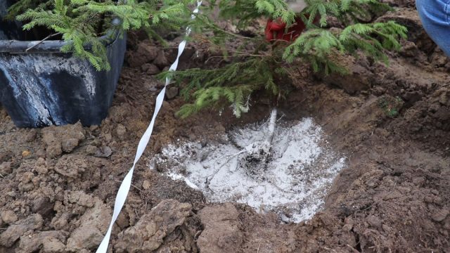 При посадке желательно опудрить корни саженцев любым стимулятором. Важно, устанавливая ель в яму, не заглубить корневую шейку – она обязательно должна оставаться на поверхности При посадке желательно опудрить корни саженцев любым стимулятором. Важно, устанавливая ель в яму, не заглубить корневую шейку – она обязательно должна оставаться на поверхности