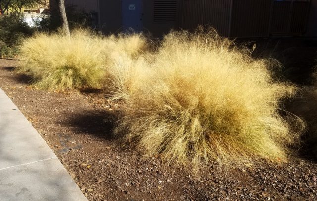 Мюленбергия волосовидная (Muhlenbergia capillaris) Мюленбергия волосовидная (Muhlenbergia capillaris)