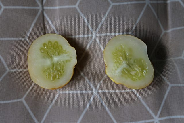 Огурец «Лимон» легко выращивать, практически в любом климате, и он удается даже в регионах с коротким летом, так как плоды быстро созревают
