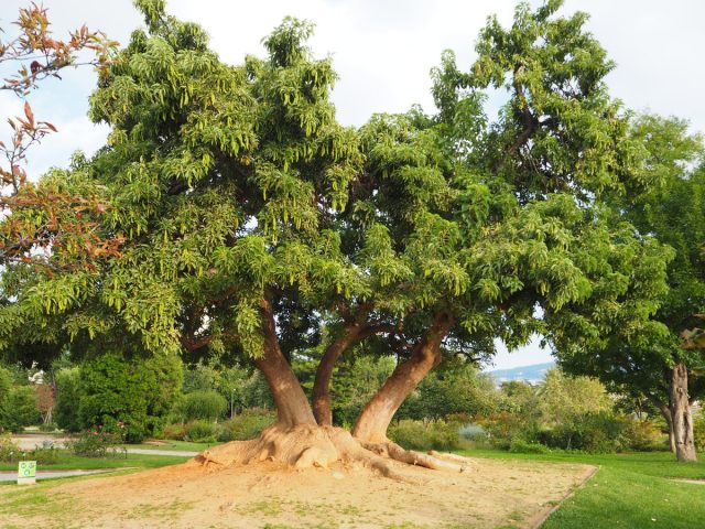 Лаконос двудомный, или омбу (Phytolacca dioica) Лаконос двудомный, или омбу (Phytolacca dioica)