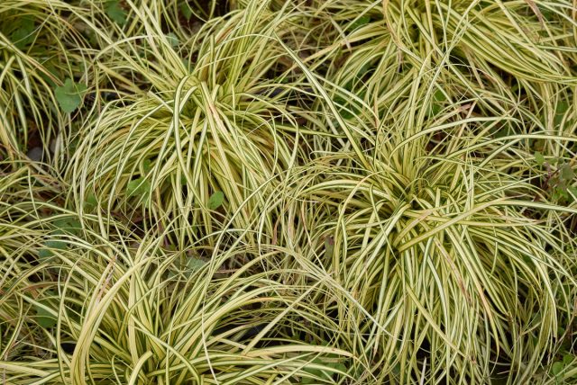Осока (Carex) Осока (Carex)