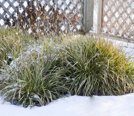 10 лучших трав, которые украсят сад зимой