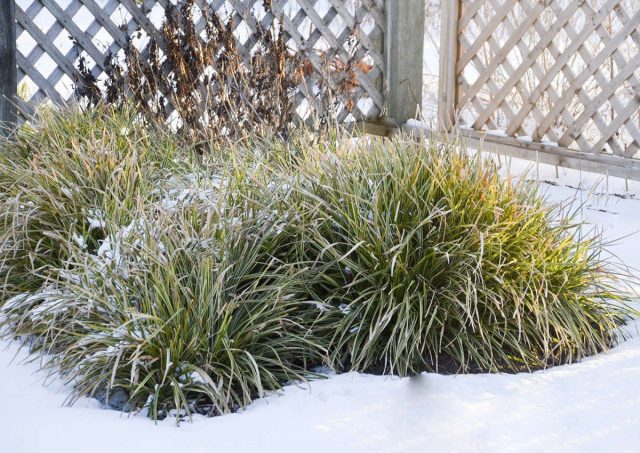 10 лучших трав, которые украсят сад зимой