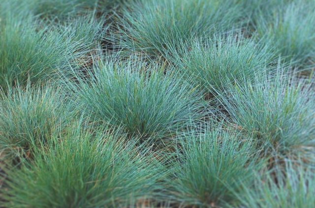 Овсяница аметистовая (Festuca amethystina) Овсяница аметистовая (Festuca amethystina)