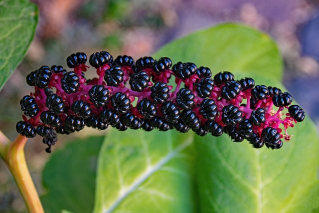 Лаконос ягодный, или пекинский (Phytolacca acinosa) Лаконос ягодный, или пекинский (Phytolacca acinosa)