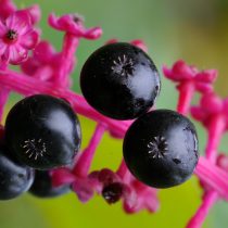 Лаконос американский (Phytolacca americana) — это крупногабаритный травянистый многолетник Лаконос американский (Phytolacca americana) — это крупногабаритный травянистый многолетник