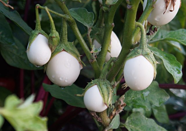 Баклажан «Золотое яйцо» (Solanum melongena 'Golden Egg') – очаровательный маленький баклажан, плоды которого имеют яйцевидную форму Баклажан «Золотое яйцо» (Solanum melongena 'Golden Egg') – очаровательный маленький баклажан, плоды которого имеют яйцевидную форму