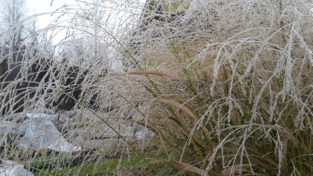 Просо прутьевидное (Panicum virgatum) Просо прутьевидное (Panicum virgatum)