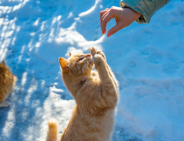 Регулярный прием пищи будет способствовать не только пополнению энергетических запасов организма кота или собаки, но и развитию подшерстка