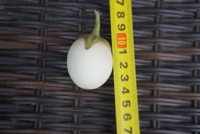 Размер плода баклажана «Золотое яйцо»