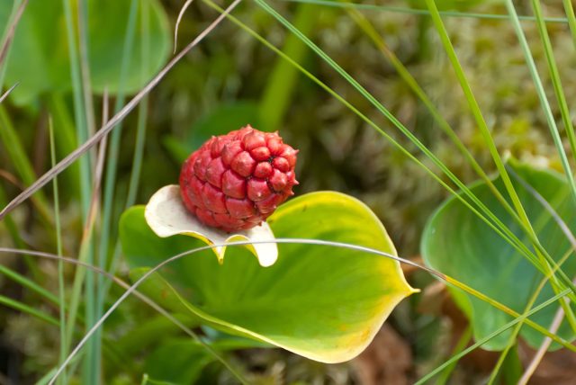 После цветения белокрыльника болотного на месте цветка образуется «початок» из красных ягод, выглядят такие плоды эффектно, но следует помнить, что растение очень ядовито