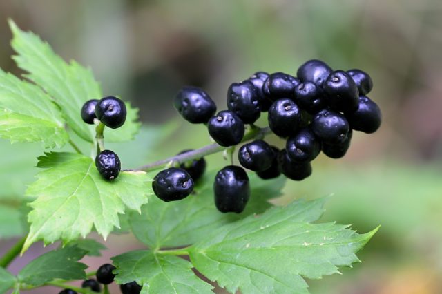 Воронец колосистый растение завязывает гроздья блестящих черных ягод с июля по конец лета