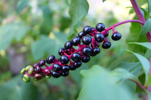 Фитолакка американская, или Лаконос представляет собой высокое (до 1,5 метров) многолетнее растение, дающее красивые черные плоды, собранные гроздьями на красных цветоножках