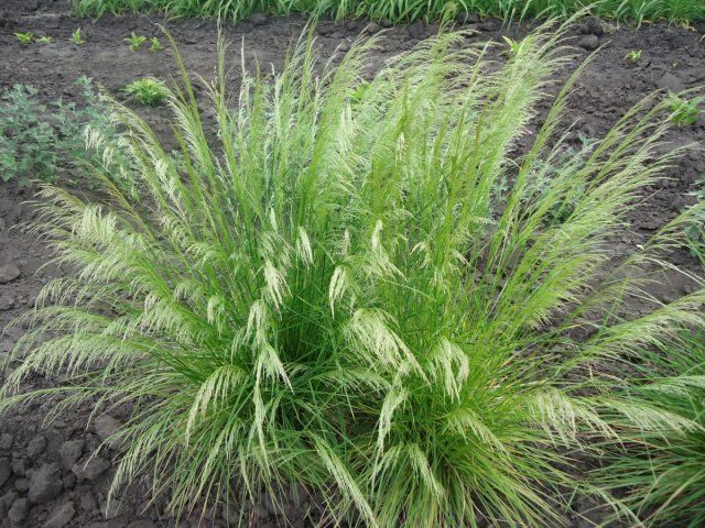 Щучка дернистая (Deschampsia cespitosa) Щучка дернистая (Deschampsia cespitosa)