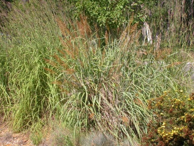 Сорговник поникающий (Sorghastrum nutans) Сорговник поникающий (Sorghastrum nutans)