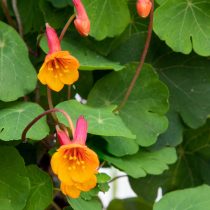 Настурция известна красивыми и съедобными оранжевыми цветками