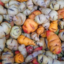 Употребляют клубни настурции и в сыром виде, тогда по вкусу они немного похожи на горьковатый редис Употребляют клубни настурции и в сыром виде, тогда по вкусу они немного похожи на горьковатый редис