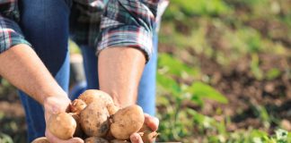 Зачем высаживать разные сорта картофеля?