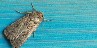 Моль в квартире — как избавиться? - АО «ГАРДЕН» Моль в квартире — как избавиться?