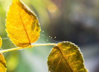 Паутинный клещ на комнатных розах — причины и что делать? - Блоги компаний Паутинный клещ на комнатных розах — причины и что делать?